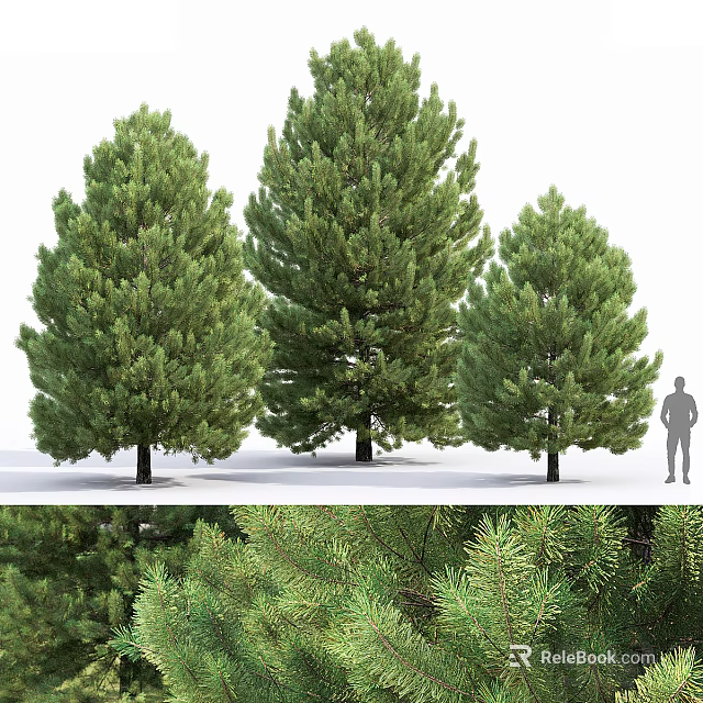 Three Tall Evergreen Arborvitae Trees With Human Figure For Scale And Lush Foliage Close Up 3d model 