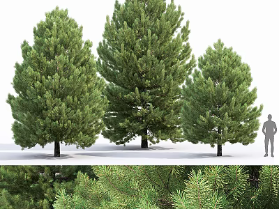 Three Tall Evergreen Arborvitae Trees With Human Figure For Scale And Lush Foliage Close Up 3d model