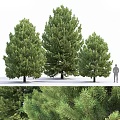 Three Tall Evergreen Arborvitae Trees With Human Figure For Scale And Lush Foliage Close Up