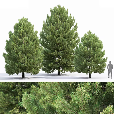 Three Tall Evergreen Arborvitae Trees With Human Figure For Scale And Lush Foliage Close Up 3d model