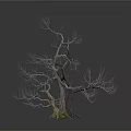 Leafless Tree with Two Main Trunks and Green Moss at Roots on White Background 3d model