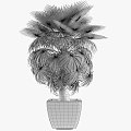 tree potted california palm tree tropical tree plant green plant 3d model