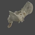 Anatomical Structure Of Light Colored Animal Pelvis Skeleton On Dark Background