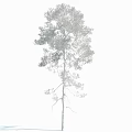 Tall Pine Tree With Straight Trunk And Green Foliage Isolated On White Background
