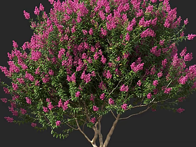 Blooming Pink Flowering Shrub With Green Leaves And Wooden Branches 3d model