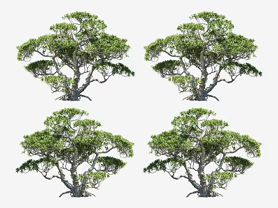 Four Tall Arbor Variations With Lush Green Foliage And Unique Canopy 3d model