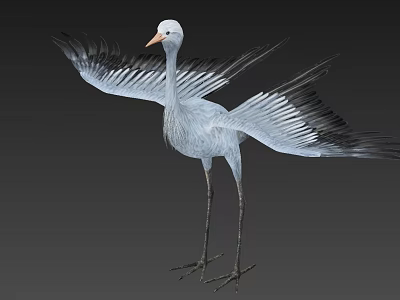 Flying Animal Crane With Spread Wings White Head And Orange Beak Gray Body Long Legs 3d model