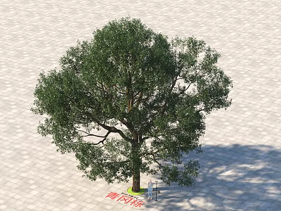 Lush Green Arbor Tree With Dense Foliage On Brick Pavement And Bench 3d model