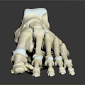 Medical Device Anatomical Foot Skeleton Model With Blue Connection Points For Orthopedic Study 3d model