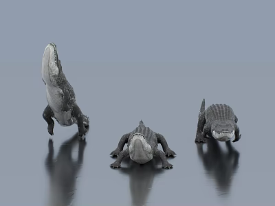 Three Reptile Crocodile Models In Different Poses On Gray Background With Reflective Surface 3d model
