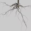 Tall Single Tree With Straight Trunk Green Leaves Branches And Exposed Roots