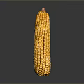 Fresh Yellow Corn Cob For Daily Cooking And Healthy Meals