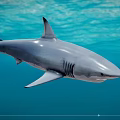 Large Grey Shark With Sharp Fins Swimming In Clear Blue Ocean Water
