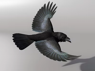 Flying Black Bird with Spread Wings and Detailed Feathers on Gray Background 3d model