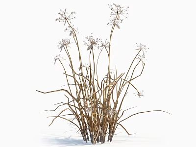 Ornamental Garden Plants With Slender Stems And White Clustered Blooms 3d model