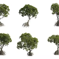 Various Arbor Trees With Exposed Roots And Green Canopies In Different Shapes