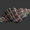 Colorful Conch Shell Decorative Ornament Set With Red Black White Striped Pattern For Home Decor