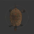 Detailed Realistic Brown Shell Turtle With Sharp Claws On Dark Background 3d model