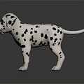 Dalmation Puppy With Black Spots On White Coat Standing On Shiny Black Surface