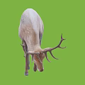 Light Colored Deer With Antlers Bending Head On Green Background