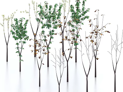 Various Types of Trees with Green Leaves Partially Fallen Foliage and Bare Branches 3d model