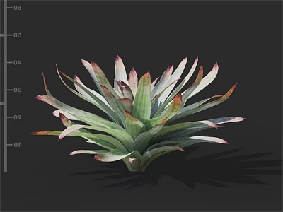 Green Succulent Plant With Red Edged Leaves For Indoor Garden Decoration 3d model