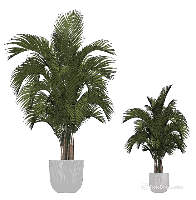 Bonsai Potted Palm Plants In Different Sizes With White Ceramic Pots 3d model 