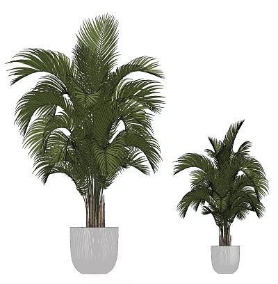 Bonsai Potted Palm Plants In Different Sizes With White Ceramic Pots 3d model