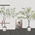 Modern Indoor Bonsai Potted Plants With Slender Trunks Green Leaves And White Pots
