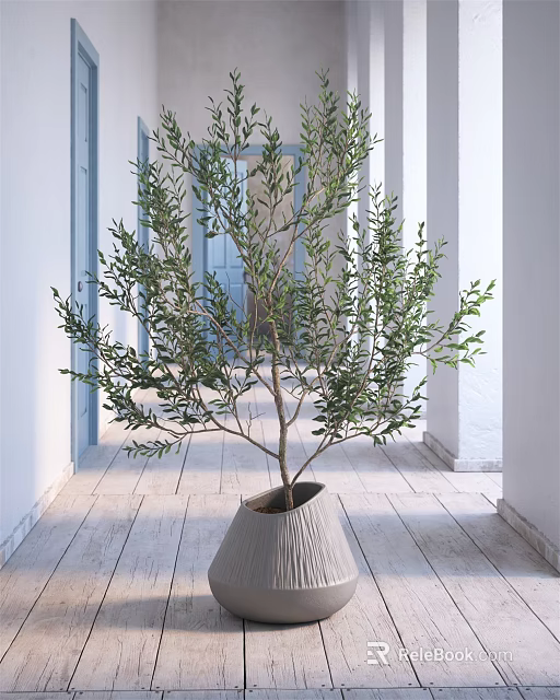 Olive Tree Bonsai Plant in Modern Interior Space with White Walls Wooden Floor and Columns 3d model 