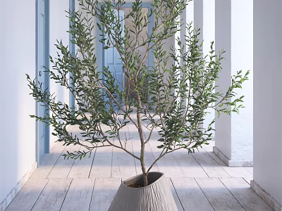 Olive Tree Bonsai Plant in Modern Interior Space with White Walls Wooden Floor and Columns 3d model
