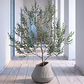 Olive Tree Bonsai Plant in Modern Interior Space with White Walls Wooden Floor and Columns