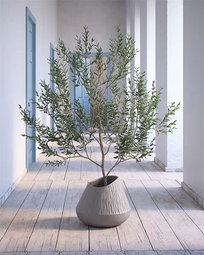 Olive Tree Bonsai Plant in Modern Interior Space with White Walls Wooden Floor and Columns 3d model