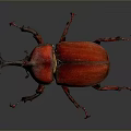 Realistic Red Horned Beetle With Shiny Exoskeleton On Dark Background Surface