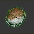 Orange And White Pufferfish With Spines And Yellow Eyes In Water