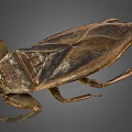 Giant Water Bug Detailed View With Brown Exoskeleton And Long Legs 3d model