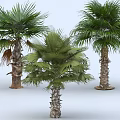 Three Lush Palm Trees With Green Fronds And Textured Trunks On White Background