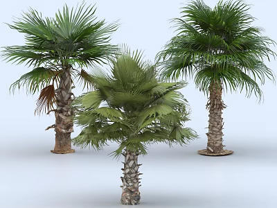 Three Lush Palm Trees With Green Fronds And Textured Trunks On White Background 3d model