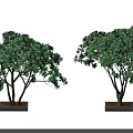 Two Arbor Trees With Lush Green Leaves Dark Trunks Planted In Square Planters