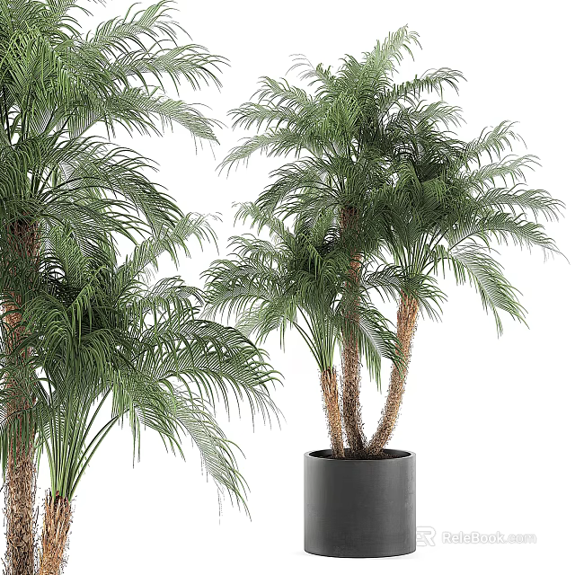 Potted Palm Plants With Lush Green Leaves And Brown Trunks In Black Pot 3d model 