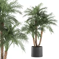 Potted Palm Plants With Lush Green Leaves And Brown Trunks In Black Pot