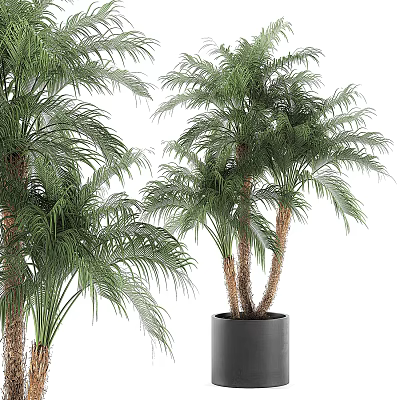 Potted Palm Plants With Lush Green Leaves And Brown Trunks In Black Pot 3d model