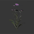 Vibrant Plant with Multiple Purple Flowers Green Leaves and Slender Stems
