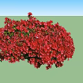 Lush Red Flower Bushes In Four Clusters With Dense Vibrant Blooms