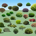 Various Types of Arbor Trees with Different Shapes and Colorful Foliage for Landscaping