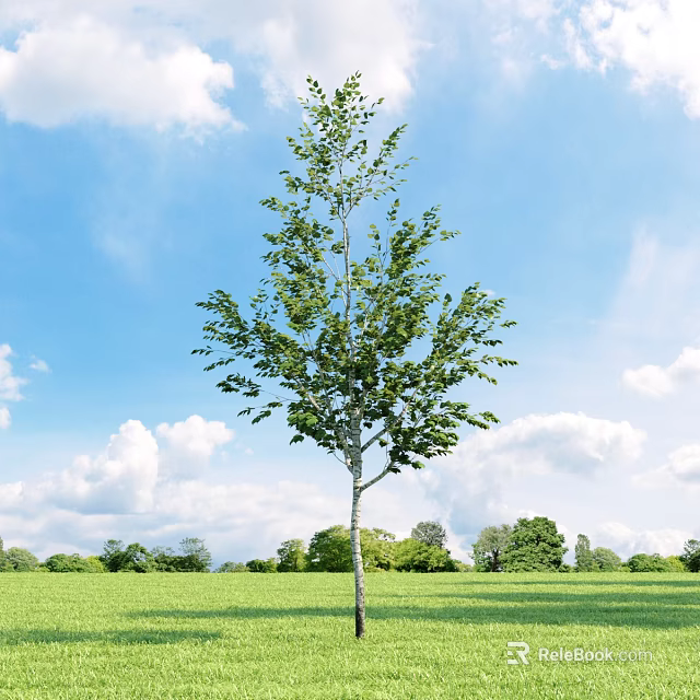 Tall Arbor In Green Grassland Surrounded By Low Trees Under Blue Sky And White Clouds 3d model 