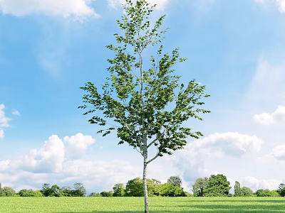 Tall Arbor In Green Grassland Surrounded By Low Trees Under Blue Sky And White Clouds 3d model