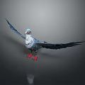 Decorative Pigeon With Blue Wings Red Feet White Head And Gray Background Floor Reflection