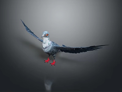 Decorative Pigeon With Blue Wings Red Feet White Head And Gray Background Floor Reflection 3d model