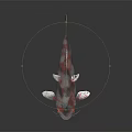 Ornamental Koi Fish With Red White Black Coloration On Dark Reflective Surface